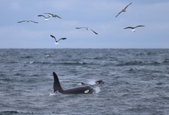Orcinus orca