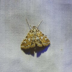 Elophila nymphaeata