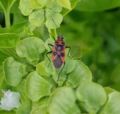 Corizus hyoscyami