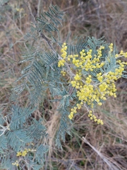 Acacia dealbata