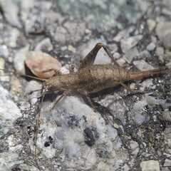 Arachnocephalus vestitus