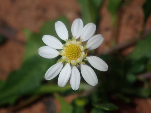 many-stemmed burr-daisy (Calotis multicaulis)