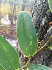 Smilax laurifolia