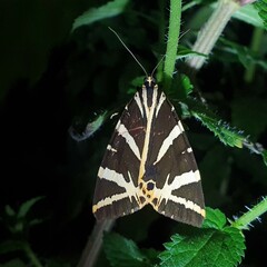 Euplagia quadripunctaria