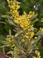 Acacia rubida