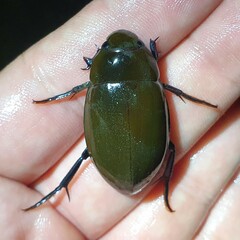 Hydrophilus pistaceus