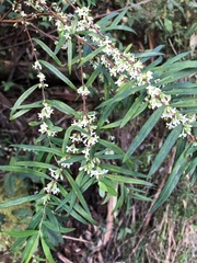Pimelea axiflora axiflora