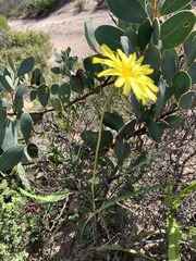 Microseris walteri