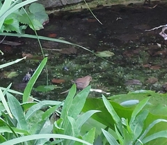 Troglodytes troglodytes