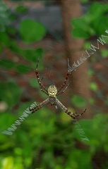Argiope aemula