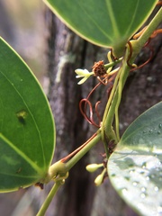 Smilax laurifolia