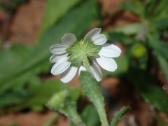 Calotis multicaulis