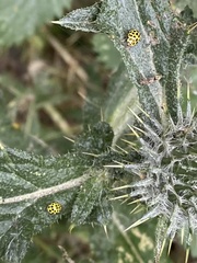 Psyllobora vigintiduopunctata