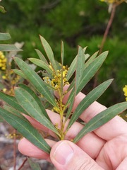 Acacia rubida