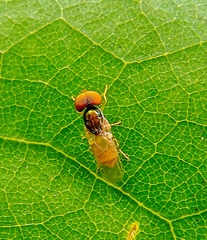 Microchrysa