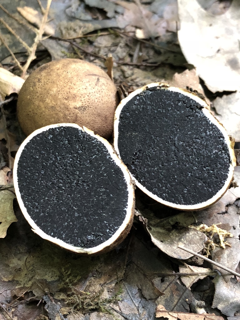 Scleroderma sp. 'IN02'
