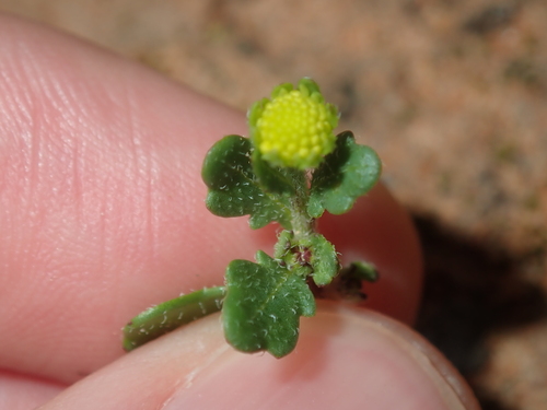 Image of Calotis multicaulis by (c) Thomas Mesaglio, some rights reserved (CC BY)