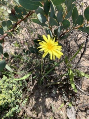 Microseris walteri