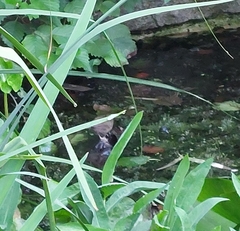 Troglodytes troglodytes