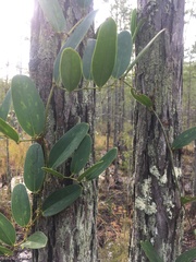 Smilax laurifolia