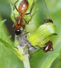 Camponotus americanus