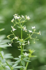 Galium album