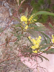 Acacia rubida