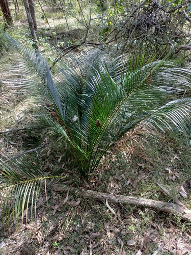 Macrozamia mountperriensis, photograph 6