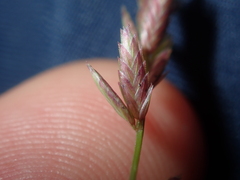 Eragrostis