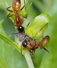 Camponotus americanus
