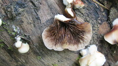 Crepidotus applanatus