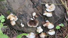 Crepidotus applanatus