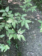 Celtis tenuifolia