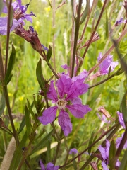 Lythrum virgatum