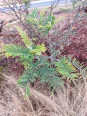 Acacia dealbata