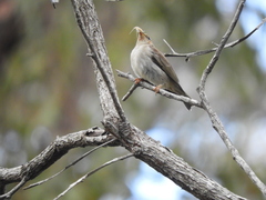 Myzomela sanguinolenta