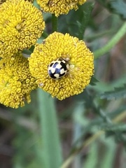 Propylea quatuordecimpunctata