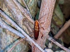 Drymaplaneta heydeniana