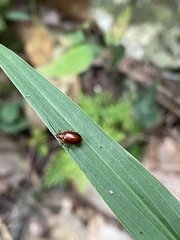 Chrysomelidae