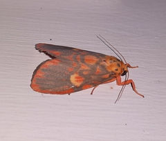 Ammatho cuneonotatus
