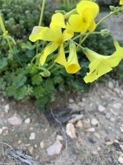 Oxalis pes-caprae
