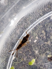Ephemeroptera