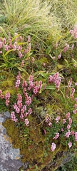 Bistorta vacciniifolia