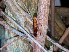 Drymaplaneta heydeniana