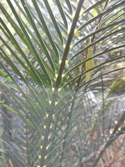 Macrozamia mountperriensis