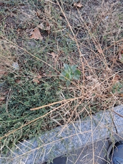 Angiospermae
