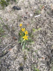Zaluzianskya divaricata