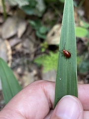 Chrysomelidae