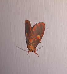 Ammatho cuneonotatus
