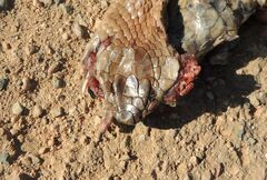 Pseudonaja aspidorhyncha